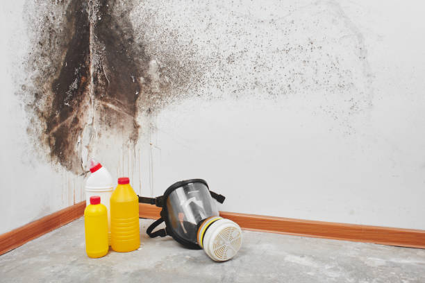 Best White Mold Remediation in Warren Af, WY