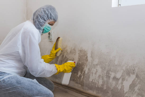 Best Crawl Space Mold Remediation in Warren Af, WY