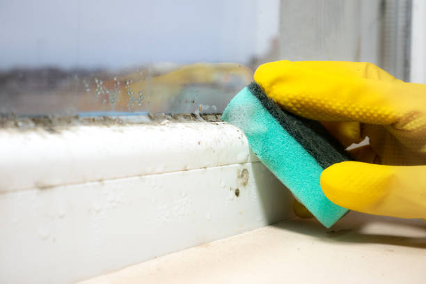 Best Attic Mold Remediation in Warren Af, WY