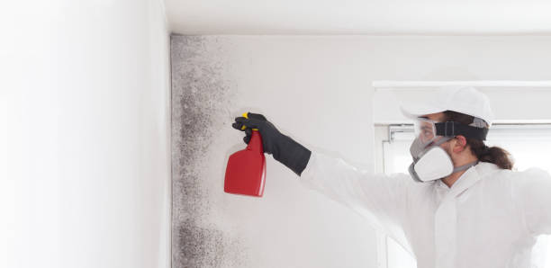 Best Residential Mold Remediation in Warren Af, WY