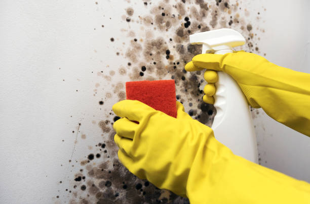 Best Mold Remediation for Schools in Warren Af, WY
