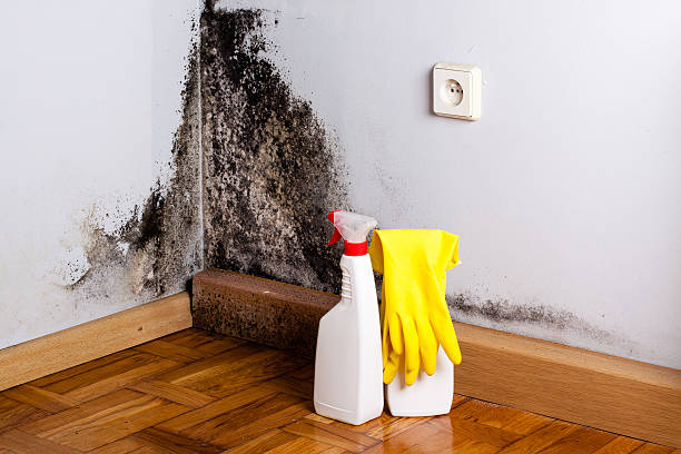 Best Bathroom Mold Remediation in Warren Af, WY