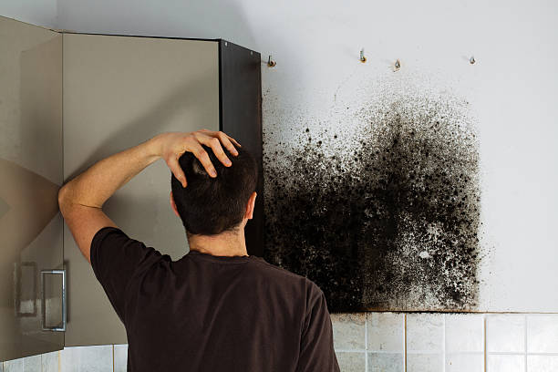 Best Residential Mold Remediation in Warren Af, WY