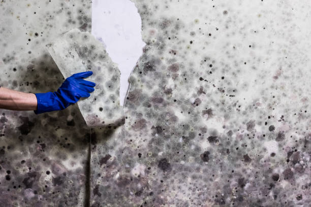 Best Localized Mold Remediation (e.g., coastal areas, humid climates) in Warren Af, WY