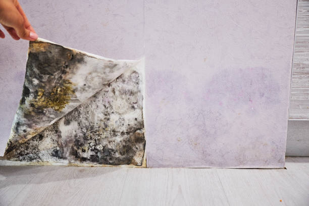 Best Post-Flood Mold Remediation in Warren Af, WY